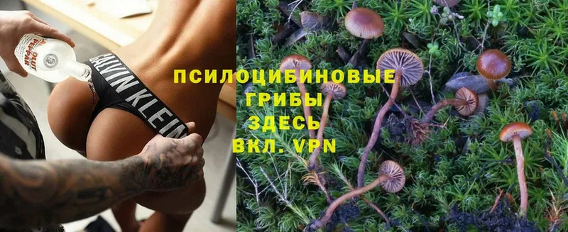 Псилоцибиновые грибы Psilocybine cubensis  наркошоп  Белореченск 